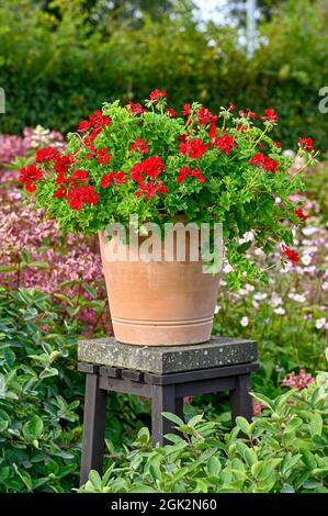 big red beautiful geranium in crock pot Stock Photo