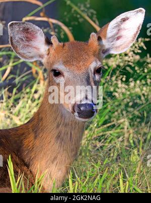 young-male-deer-portrait-into-