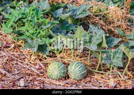 Close up shot of Citrullus colocynthis fruit on the ground at Las Vegas, Nevada Stock Photo