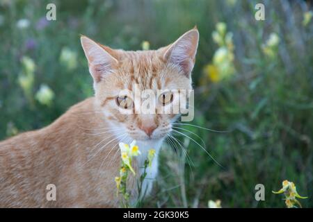 Domestic Orange Short Haired Cat Sitting in Grass Yard with Flowers Stock Photo