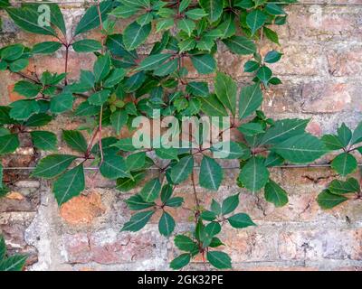 Virginia creeper growing on an old brick wall Stock Photo