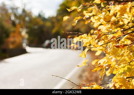 An empty road street in a colorful autumn environment of yellow orange leaves. A beautiful autumn season in the open air. Natural background, copy spa Stock Photo