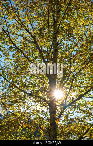 Sun Rays shining through a tree in autumn colors Stock Photo