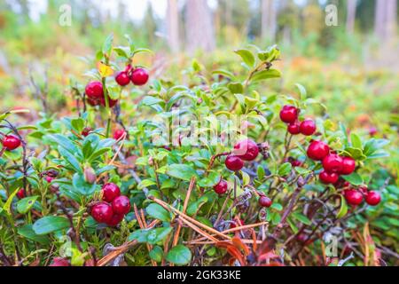 Tasty red lingonberries in the woodland Stock Photo