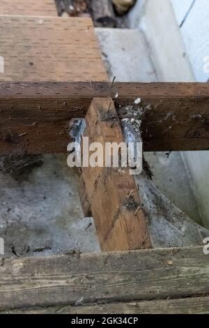 old white spider webs clinging to wood frame Stock Photo