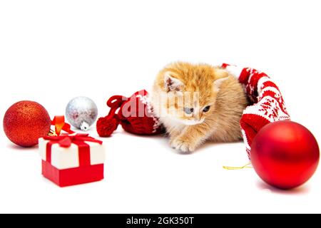 Ginger British kitten with Christmas decor. Isolated on white. Stock Photo