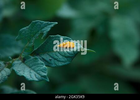 Green agricultural background with leaf of the potato bush and the orange eggs of Colorado Potato beetle. Blurred backdrop. Pest on the plant. Leptino Stock Photo