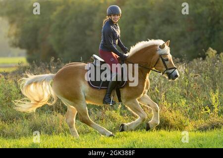 Young rider on Haflinger horse galloping in a meadow in autumn Germany Stock Photo