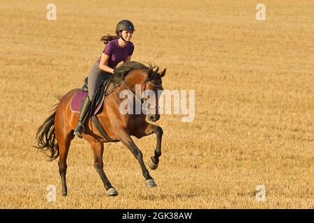 Hanoverian Horse. A rider gallops across a stubble field on a bay mare. Germany Stock Photo