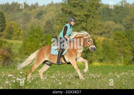 Young rider on Haflinger horse galloping in a meadow in late summer. Germany Stock Photo