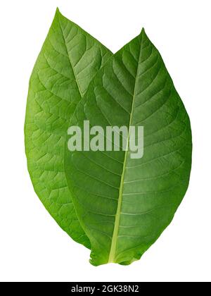 Virginia tobacco leaves (Nicotiana tabacum foliage), fresh, isolated Stock Photo