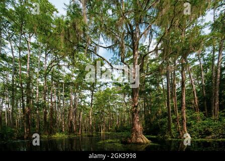 blackwater and cypress trees in Okefenokee Swamp Stock Photo - Alamy