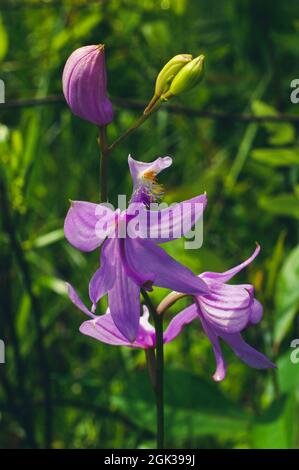Orchid flower of Calopogon tuberosus, the tuberous grass pink, in natural habitat, Georgia, USA Stock Photo