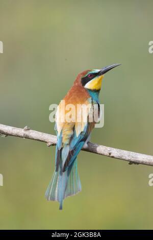 European Bee-eater (Merops apiaster) perched on a twig, Germany Stock Photo