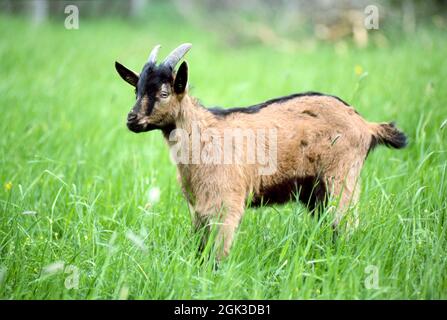 Domestic Goat. Kid standing in grass Germany Stock Photo