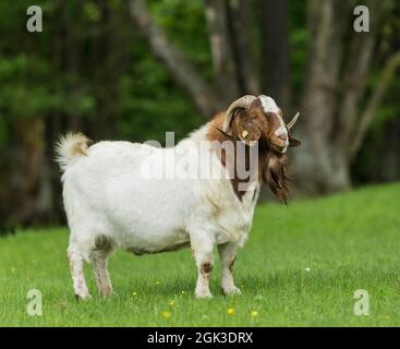 Boer Goat. Adult billy standing on a pasture. Germany Stock Photo