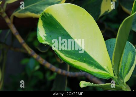 Close up plant leaves. The leaf has two tone colors, half green half yellow. Stock Photo