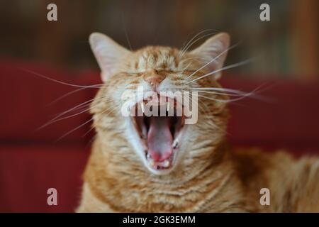 Funny Ginger Cat Yawns Indoors. Portrait of Tired Domestic Orange Kitten Inside. Stock Photo