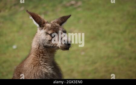 Head Portrait of Eastern Grey Kangaroo in Zoological Garden. Cute Close-up of Macropus Giganteus Outdoors. Stock Photo