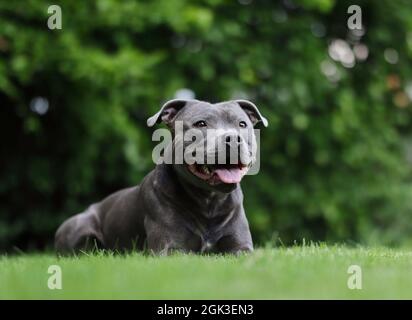 Obedient Blue Staffy Lies Down in Green Garden. Smiling English Staffordshire Bull Terrier Outside. Stock Photo