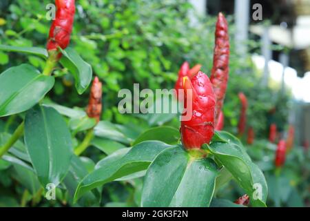 Zingiber zerumbet or Shampoo Ginger, red flowers cone shape green leaves background. Stock Photo