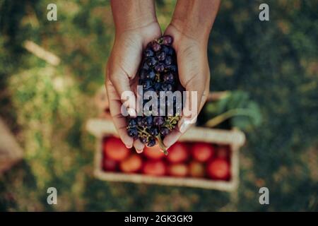 Close up mixed race female holding bunch of fresh grapes standing above basket of vegetables 