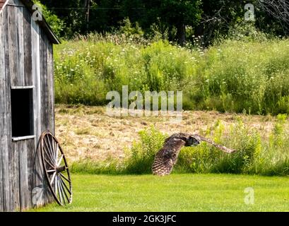 Great horned owl hovering near a wooden house in the garden Stock Photo