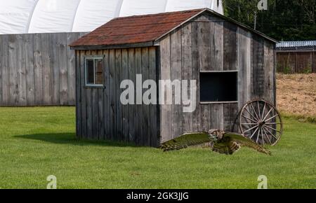 Great horned owl hovering near a wooden house in the garden Stock Photo