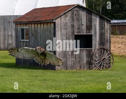 Great horned owl hovering near a wooden house in the garden Stock Photo