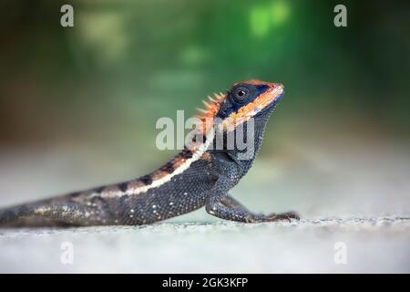 The emma gray's forest lizard, Stock Photo