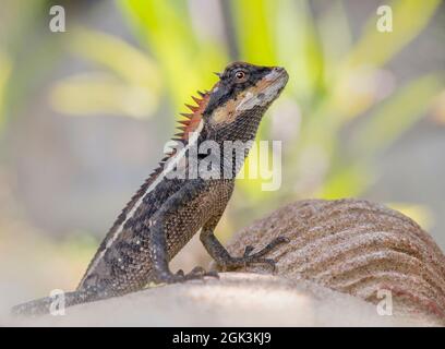 The emma gray's forest lizard, Stock Photo