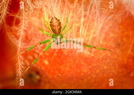Green crab spider (Diaea dorsata) Stock Photo