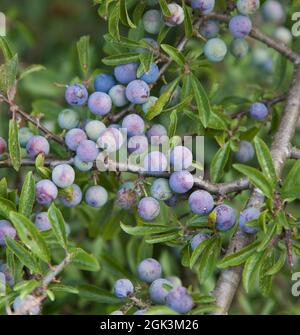 PRUNUS SPINOSA called blackthorn or sloe can be made in jam,chatney,gin, Stock Photo