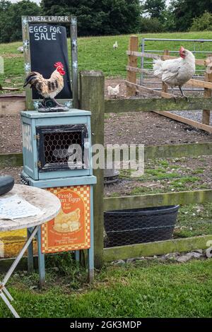 Fresh farm eggs for sale, Lyneal, Shropshire Stock Photo