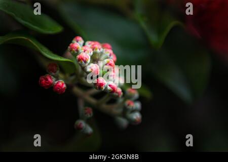 Red Pohutukawa flower buds opening. New Zealand Christmas tree. Stock Photo
