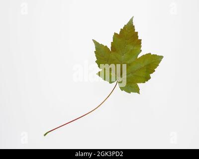 A single colourful vine leave isolated on a white background Stock Photo