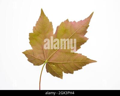 A single colourful vine leave isolated on a white background Stock Photo