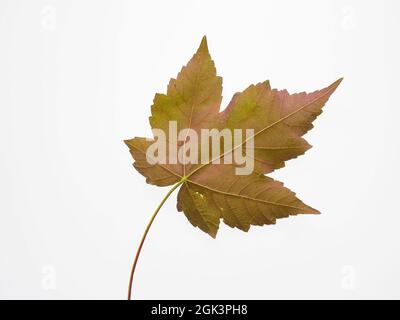 A single colourful vine leave isolated on a white background Stock Photo