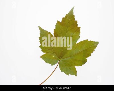 A single colourful vine leave isolated on a white background Stock Photo
