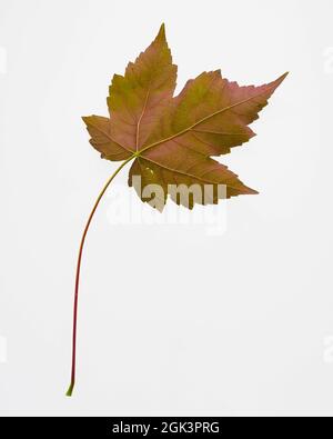 A single colourful vine leave isolated on a white background Stock Photo