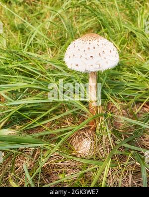 Close up picture of Parasol mushroom (Macrolepiota procera) in grass, selective focus. Stock Photo