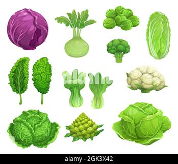 Cartoon vector cabbage and cauliflower vegetables, fresh farm food. Green and red cabbage, lettuce, broccoli and kohlrabi, kale, brussel sprouts and r Stock Vector