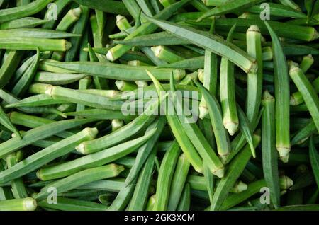 Green lady fingers in large quantity. Also uses for background or texture. Stock Photo