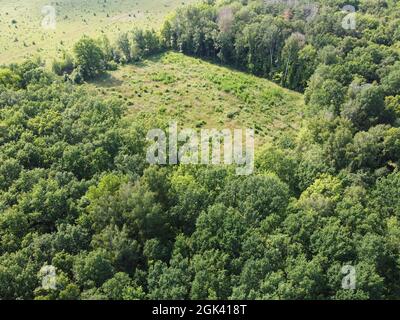 Place of felling of trees in the forest, a clearing. Aerial view of a forest clearing, landscape. Felled forest area. Stock Photo