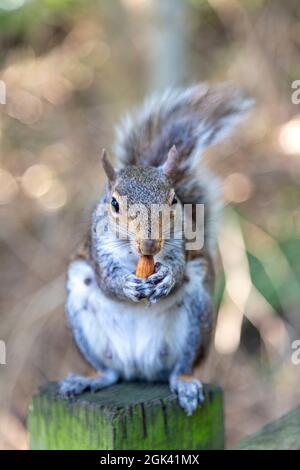 Squirrel eating an almond at Mudchute Farm, London, UK Stock Photo
