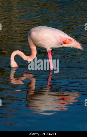 Close up portrait of a Greater Flamingo (Phoenicopterus roseus) fishing in the Camargue, Bouches du Rhone, South of France Stock Photo