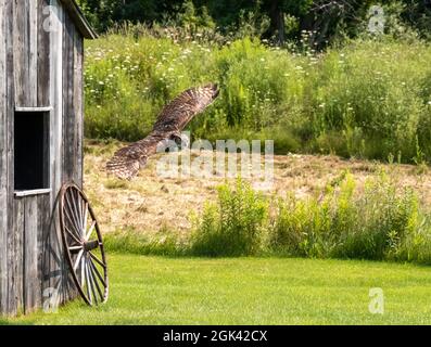 Great horned owl hovering near a wooden house in the garden Stock Photo