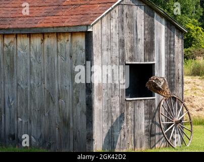 Great horned owl hovering near a wooden house in the garden Stock Photo