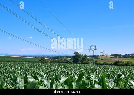 view of corn field and high voltage poles with electric wires in agricultural landscape in South Moravia, Czech Republic under summer blue sky Stock Photo