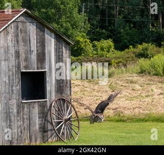 Great horned owl hovering near a wooden house in the garden Stock Photo